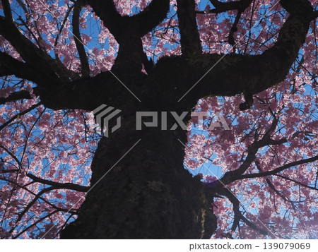 A weeping cherry tree with its arms full of blossoms (20260408131745) A weeping cherry tree with its arms full of blossoms (20260408131745) 139079069