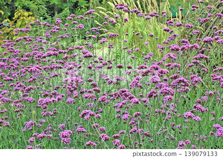 Many purple Verbena bonariensis flowers are in bloom. 139079133