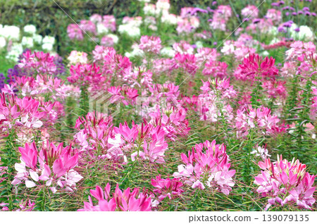Lots of pink cleome flowers are in bloom. Lots of pink cleome flowers are in bloom. 139079135