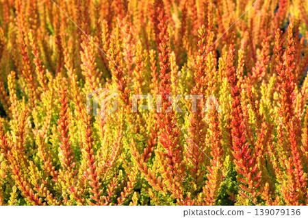 The Calluna trees, with their autumn leaves, are shining in a vibrant orange. 139079136