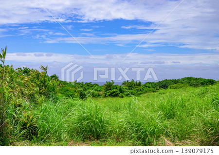 The refreshing natural scenery of Ishigaki Island, with its blue skies and lush green meadows. The refreshing natural scenery of Ishigaki Island, with its blue skies and lush green meadows. 139079175