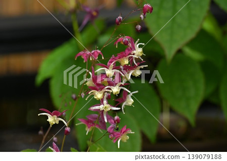 Epimedium flowers, also known as anchor grass or aphrodisiac, are also called Inyōkaku. Epimedium flowers, also known as anchor grass or aphrodisiac, are also called Inyōkaku. 139079188