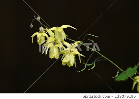 淫羊藿花，又稱錨草或催情草，又稱淫羊藿角。 139079190
