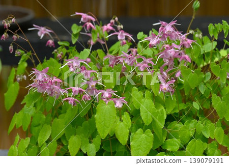 Epimedium flowers, also known as anchor grass or aphrodisiac, are also called Inyōkaku. Epimedium flowers, also known as anchor grass or aphrodisiac, are also called Inyōkaku. 139079191