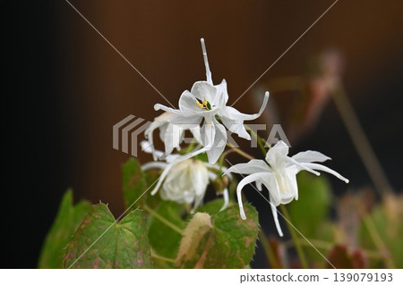 Epimedium flowers, also known as anchor grass or aphrodisiac, are also called Inyōkaku. Epimedium flowers, also known as anchor grass or aphrodisiac, are also called Inyōkaku. 139079193