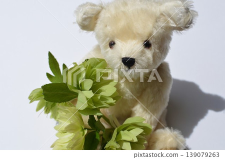 Green Christmas roses and a teddy bear 139079263