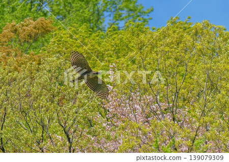 A mountain hawk soars majestically amidst the cherry blossoms and fresh greenery of spring. A mountain hawk soars majestically amidst the cherry blossoms and fresh greenery of spring. 139079309