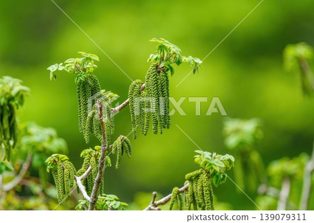 Close-up of young spring leaves and Japanese walnut blossoms Close-up of young spring leaves and Japanese walnut blossoms 139079311