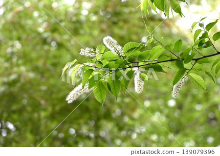 Prunus grayana, Prunus grayana, Prunus grayana 139079396