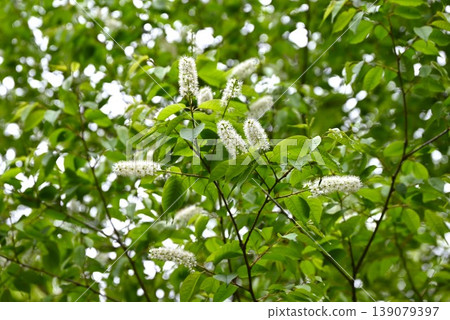 Prunus grayana, Prunus grayana, Prunus grayana 139079397