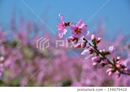 山梨縣桃花春季慶典 山梨縣桃花春季慶典 139079428