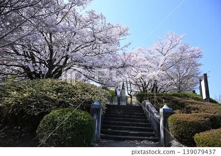 Peach Blossom Spring Festival, Yamanashi Peach Blossom Spring Festival, Yamanashi 139079437