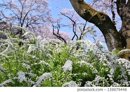 山梨縣桃花春季慶典 山梨縣桃花春季慶典 139079446