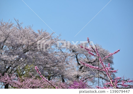 Peach Blossom Spring Festival, Yamanashi Peach Blossom Spring Festival, Yamanashi 139079447