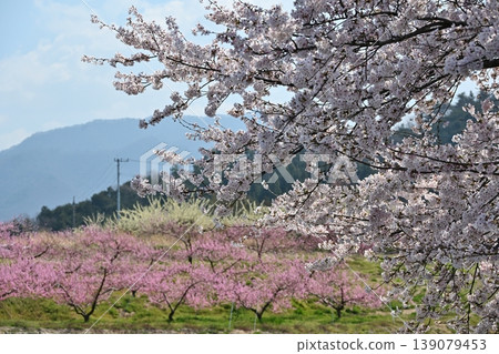 Peach Blossom Spring Festival, Yamanashi Peach Blossom Spring Festival, Yamanashi 139079453