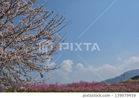 山梨縣桃花春季慶典 139079459