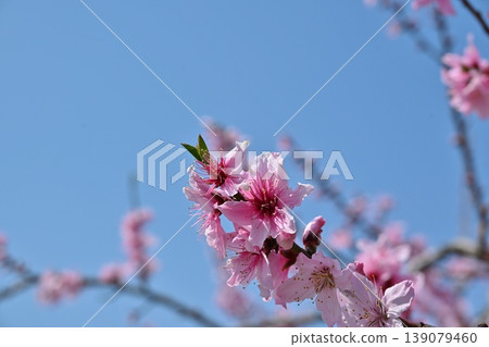 山梨縣桃花春季慶典 山梨縣桃花春季慶典 139079460