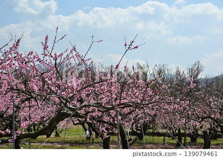 Peach Blossom Spring Festival, Yamanashi 139079461