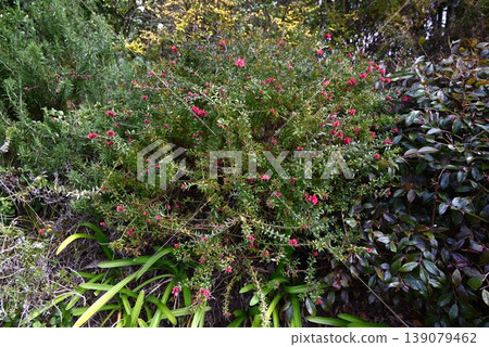 Rosemary, Grevillea flowers, Grevillea rosmanifolia - an evergreen flowering shrub native to Australia. Rosemary, Grevillea flowers, Grevillea rosmanifolia - an evergreen flowering shrub native to Australia. 139079462