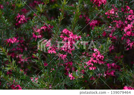 Rosemary, Grevillea flowers, Grevillea rosmanifolia - an evergreen flowering shrub native to Australia. Rosemary, Grevillea flowers, Grevillea rosmanifolia - an evergreen flowering shrub native to Australia. 139079464