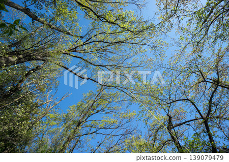 Scenery looking up at a forest of fresh greenery 139079479
