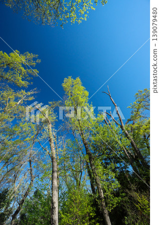 Scenery looking up at a forest of fresh greenery 139079480