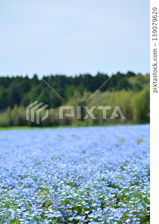 Scenery of Nemophila field Scenery of Nemophila field 139079620