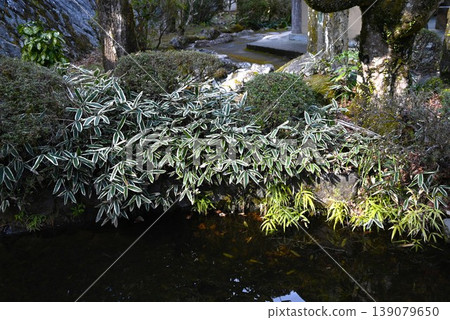 熊笹（矮竹）、熊笹（竹草）、三白竹（山白竹） 139079650