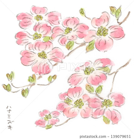 A watercolor illustration of a spring plant, a pink dogwood tree with its blossoms facing upwards. A watercolor illustration of a spring plant, a pink dogwood tree with its blossoms facing upwards. 139079651