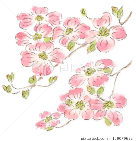 一幅水彩插圖，描繪了一株春天的植物——一棵粉紅色的山茱萸樹，花朵向上開放。 139079652
