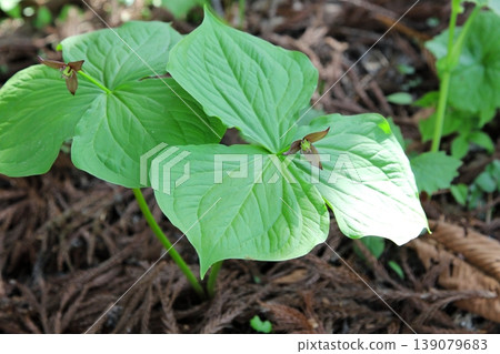 Trillium flowers blooming in the spring forest Trillium flowers blooming in the spring forest 139079683