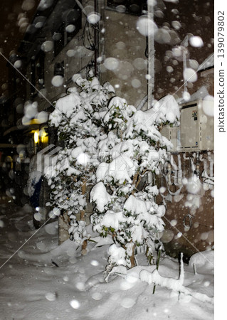 Snow piled street trees Snow piled street trees 139079802