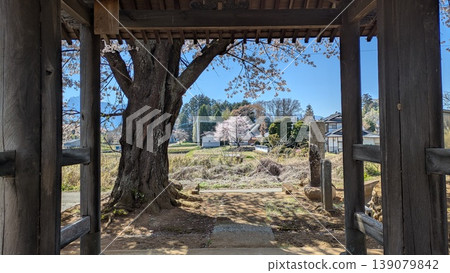 Cherry blossoms in the distance as seen from the temple entrance. 139079842
