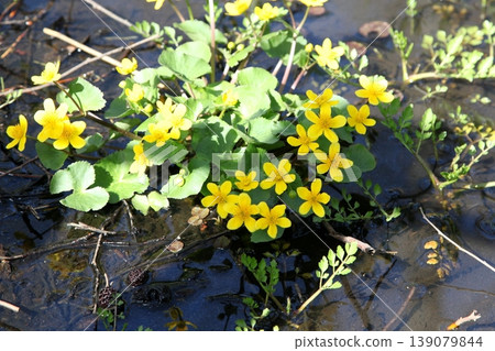 Marsh marigolds, yellow flowers that bloom by the water's edge. 139079844