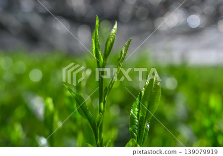 Gyokuro 1 Gyokuro 1 139079919