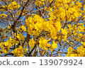 Golden Trumpet 2 139079924