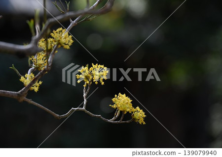 山茱萸(Cornus officinalis)是早春的代表性花卉,其果實用於傳統中藥。 山茱萸(Cornus officinalis)是早春的代表性花卉,其果實用於傳統中藥。 139079940