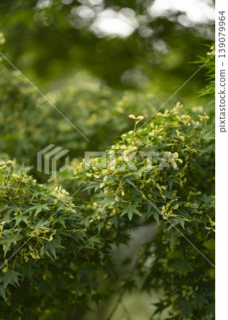 Autumn leaves seeds Autumn leaves seeds 139079964