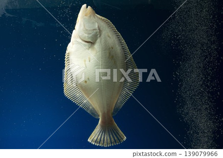 比目魚（石鰈），海水魚，無眼側，比目魚腹側，比目魚腹部 139079966