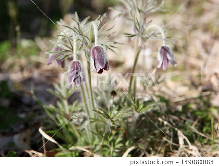 Wild pasqueflower that blooms with dark purple flowers. 139080083
