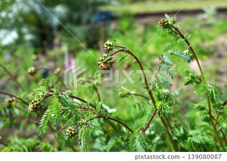Salad with burnet flowers and Dutch burnet; Salad soup with burnet vinegar. Salad with burnet flowers and Dutch burnet; Salad soup with burnet vinegar. 139080087