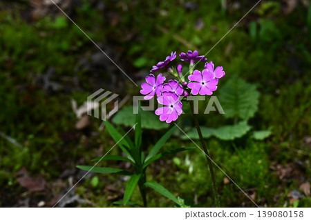 報春花、報春花、時令花背景素材 報春花、報春花、時令花背景素材 139080158
