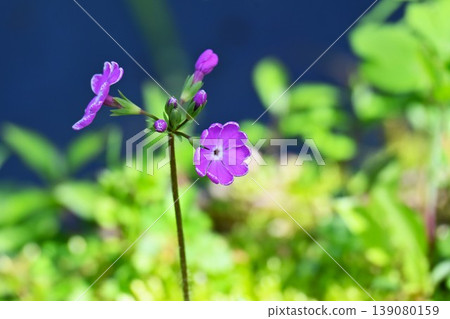 Primrose flowers, primroses, seasonal flower background material 139080159
