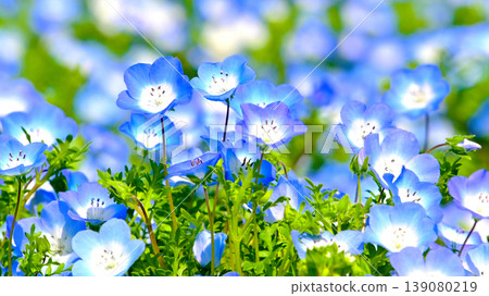 Close-up of Nemophila Close-up of Nemophila 139080219