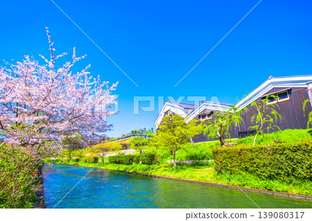 Sake breweries and cherry blossoms along the canal in Fushimi, Kyoto Sake breweries and cherry blossoms along the canal in Fushimi, Kyoto 139080317
