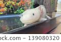 我們全家的偶像，帕魯科 139080320