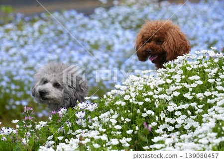Toy poodle playing hide-and-seek in a field of nemophila flowers Toy poodle playing hide-and-seek in a field of nemophila flowers 139080457