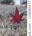 Bright red autumn leaves stuck in the ground 139080477