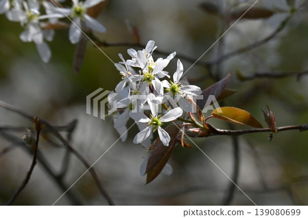 六月莓(Amelancholyberry) 六月莓(Amelancholyberry) 139080699