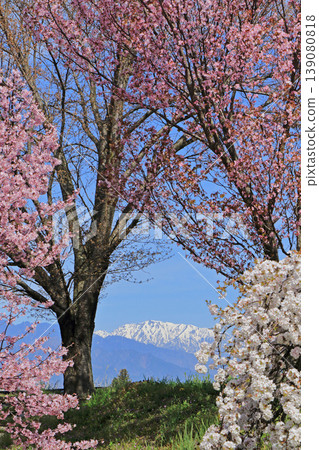 Spring in Azumino: Cherry blossoms and the Northern Alps Spring in Azumino: Cherry blossoms and the Northern Alps 139080818